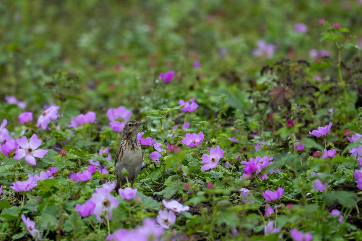 Pipit du Pérou - ML643627699