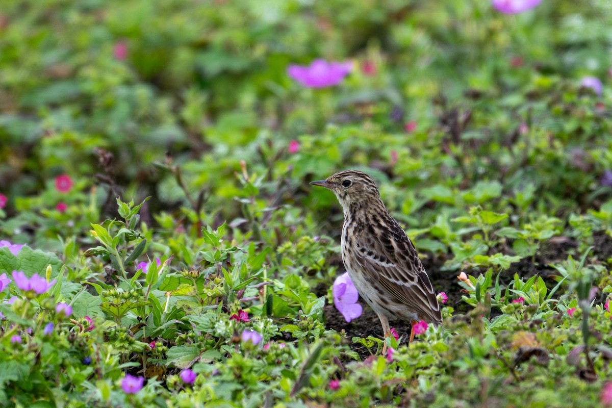 Pipit du Pérou - ML643627700