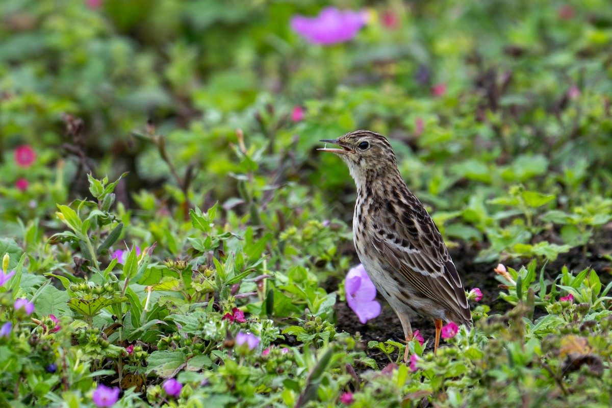 Pipit du Pérou - ML643627701