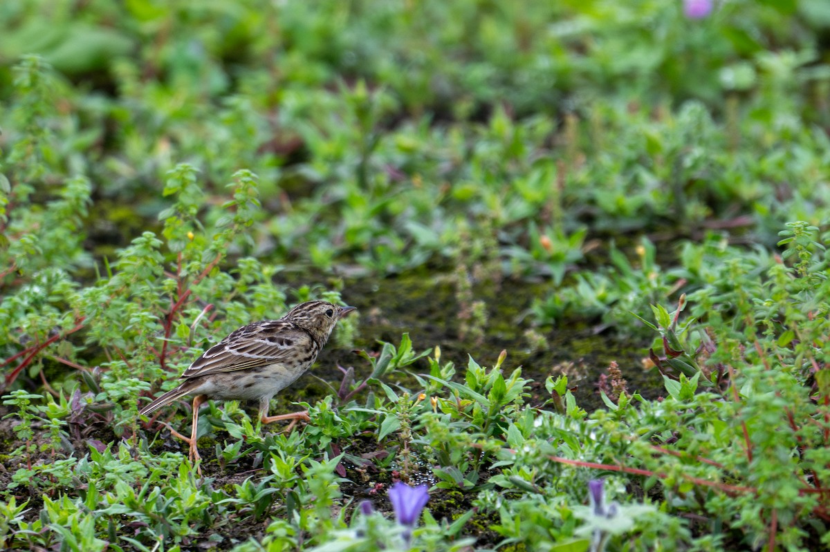 Pipit du Pérou - ML643627702