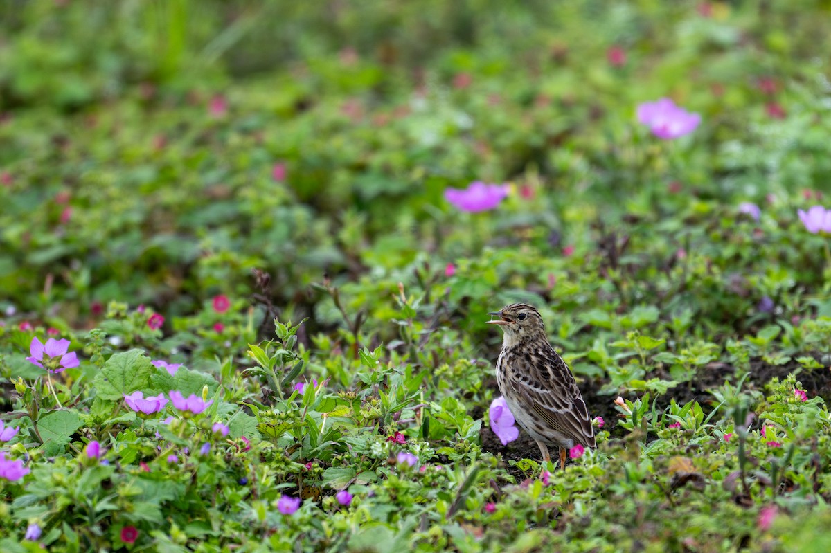 Pipit du Pérou - ML643627703