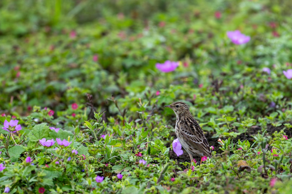 Pipit du Pérou - ML643627704