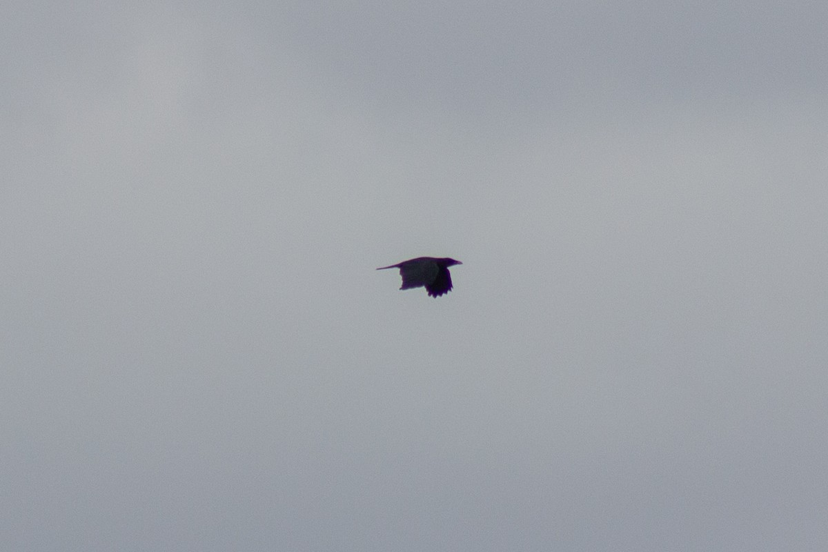 American Crow - ML643627705