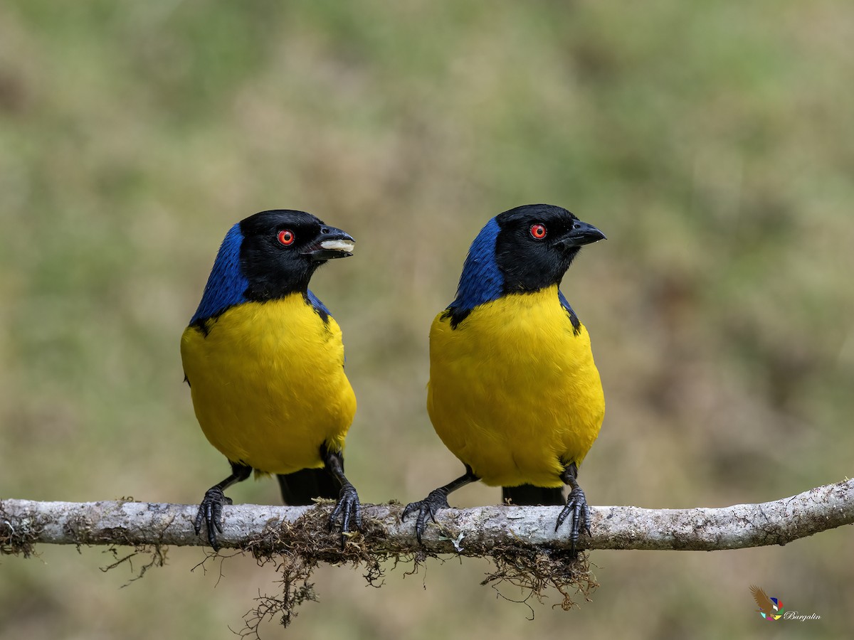 blåryggfjelltanagar - ML643627711