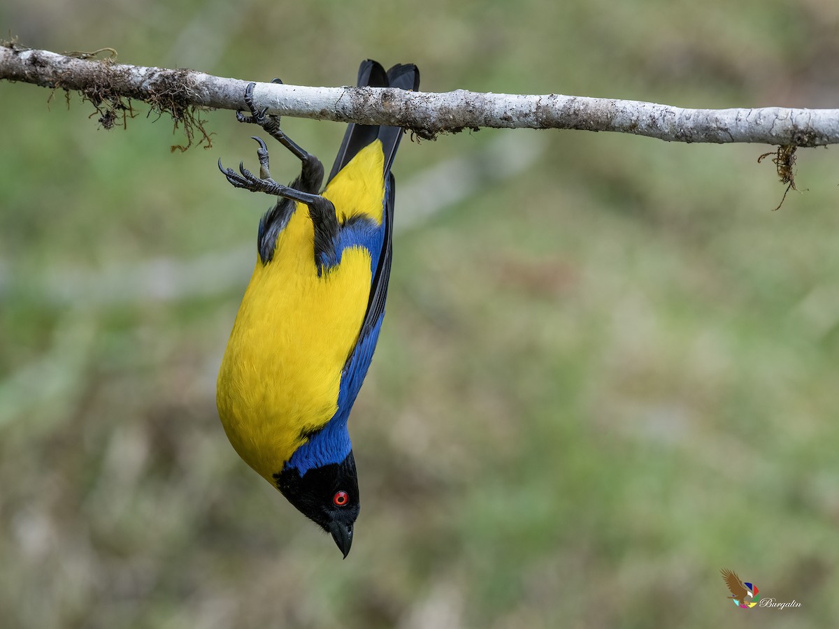 blåryggfjelltanagar - ML643627712