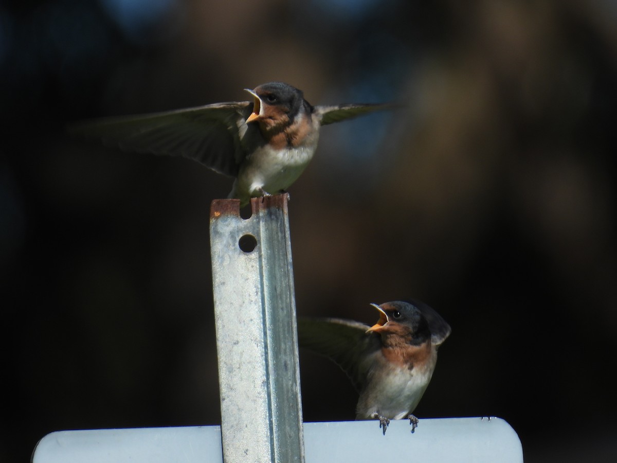 Welcome Swallow - ML643627724