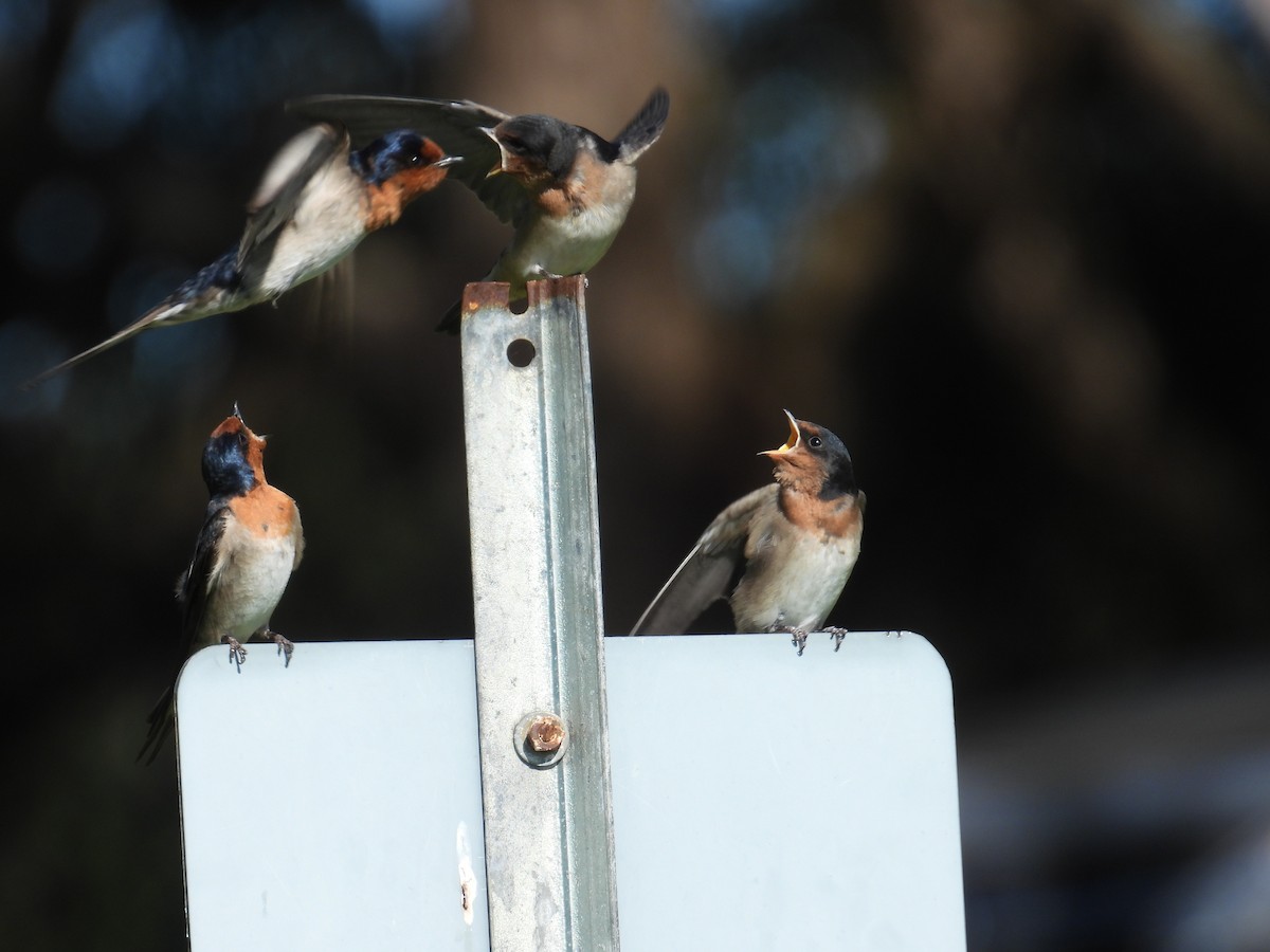 Welcome Swallow - ML643627725