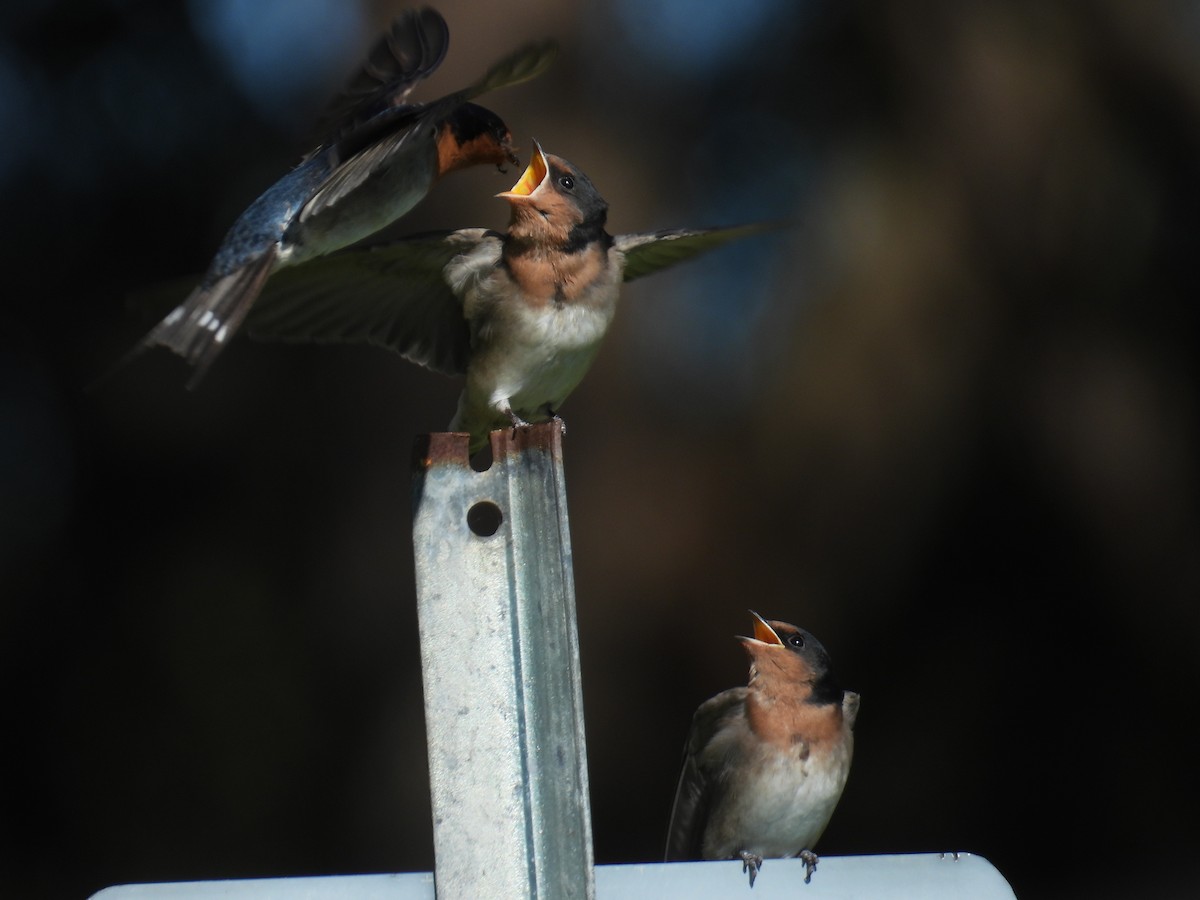 Welcome Swallow - ML643627726