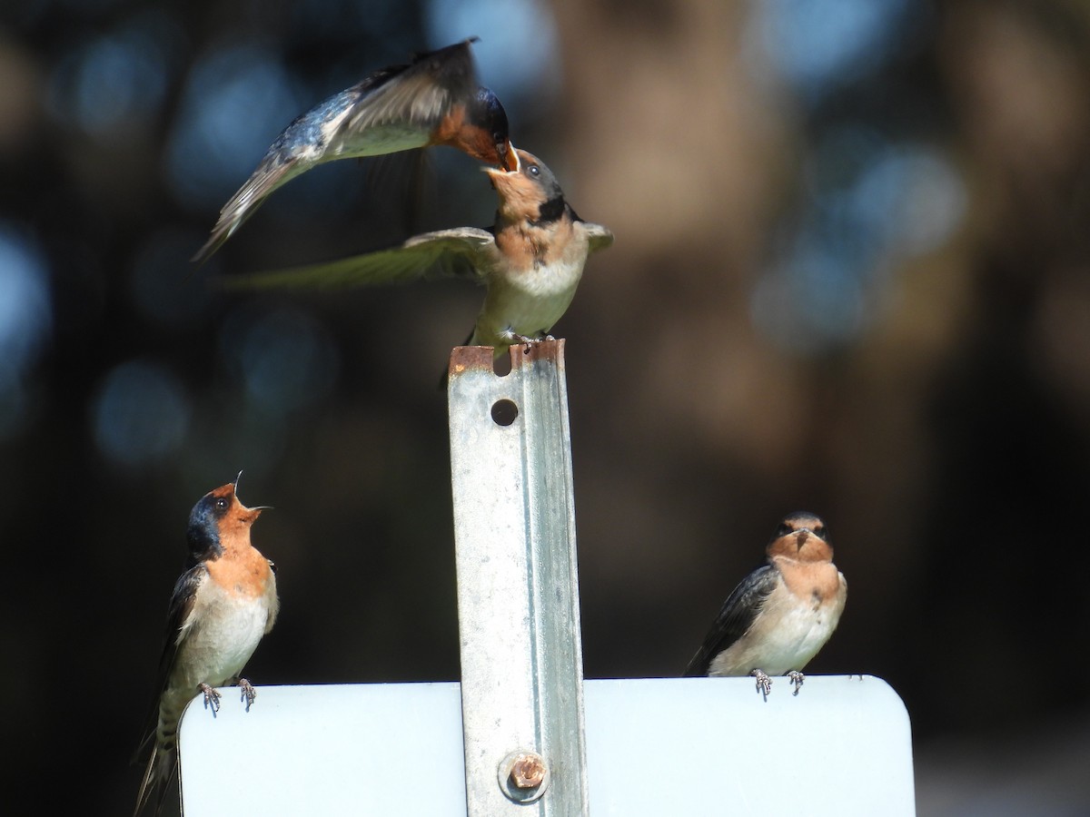 Welcome Swallow - ML643627727