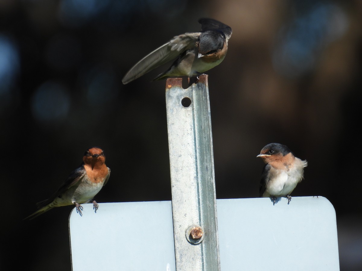 Welcome Swallow - ML643627728