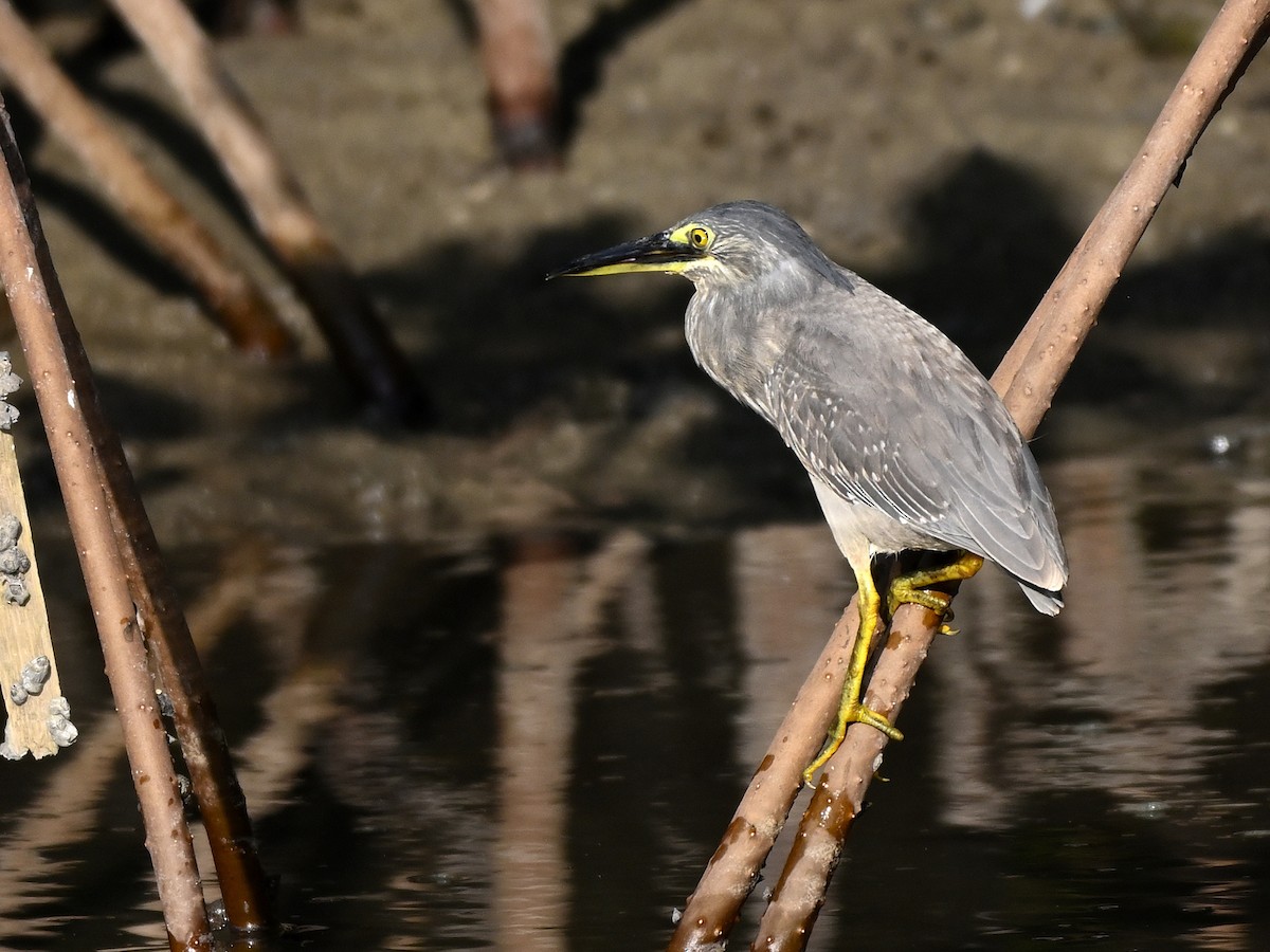 Striated Heron (Old World) - ML643627736