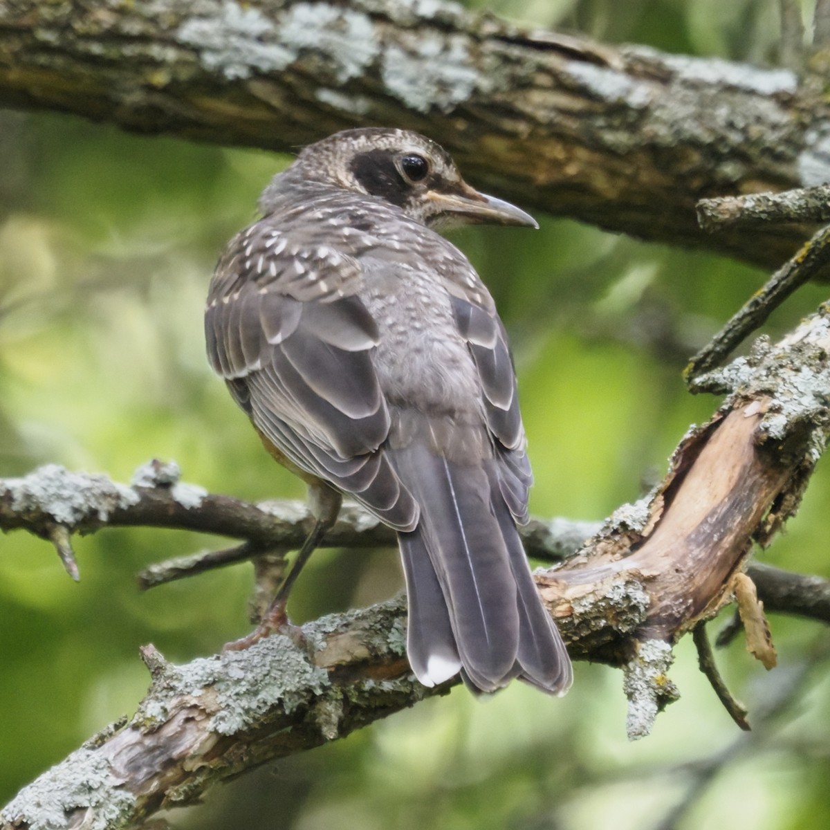 American Robin - ML643627741