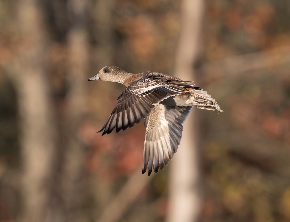American Wigeon - ML643627748