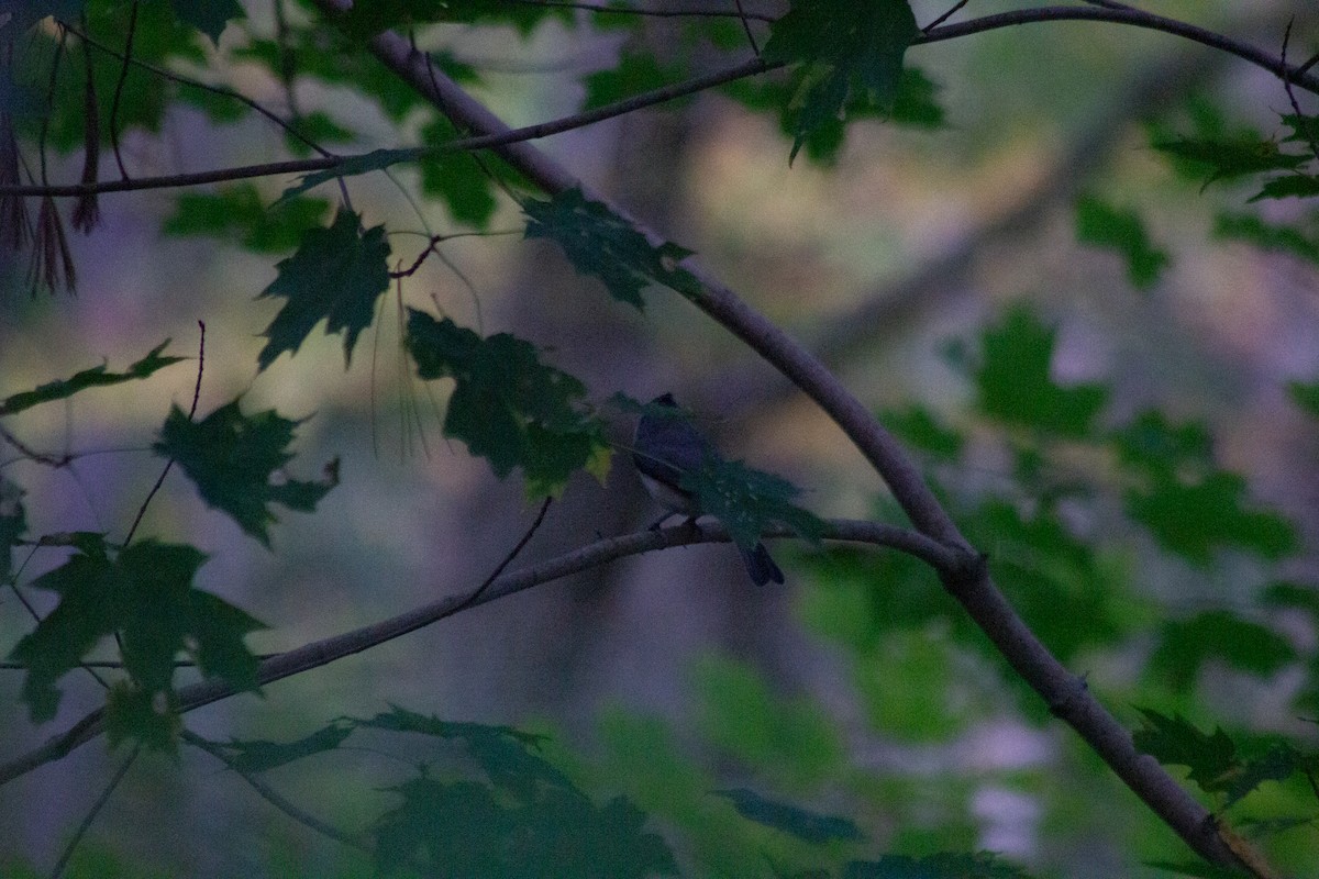 Tufted Titmouse - ML643627751