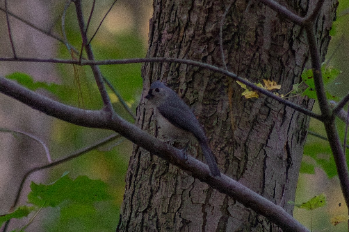 Tufted Titmouse - ML643627752