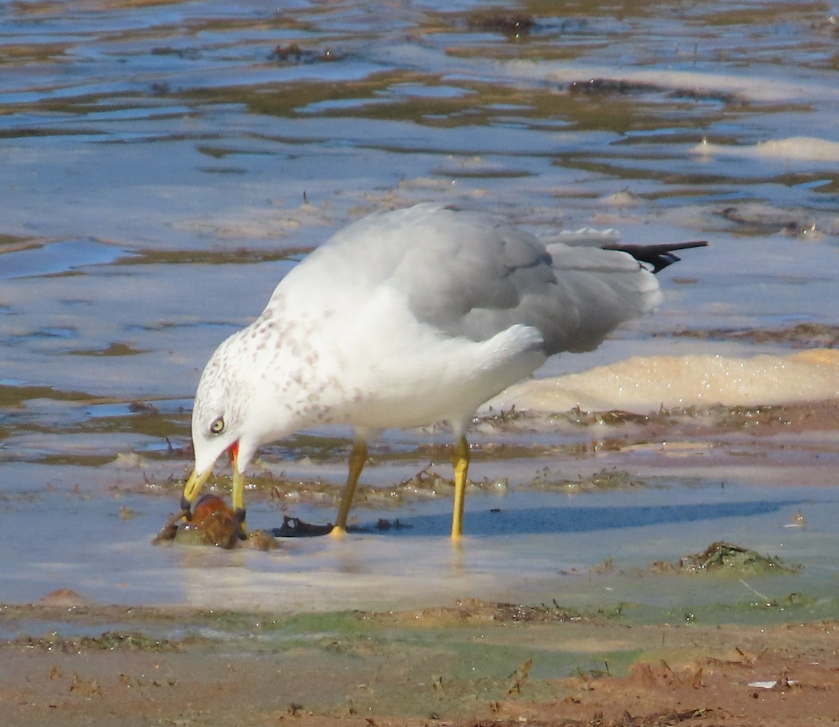 Ring-billed Gull - ML643627756