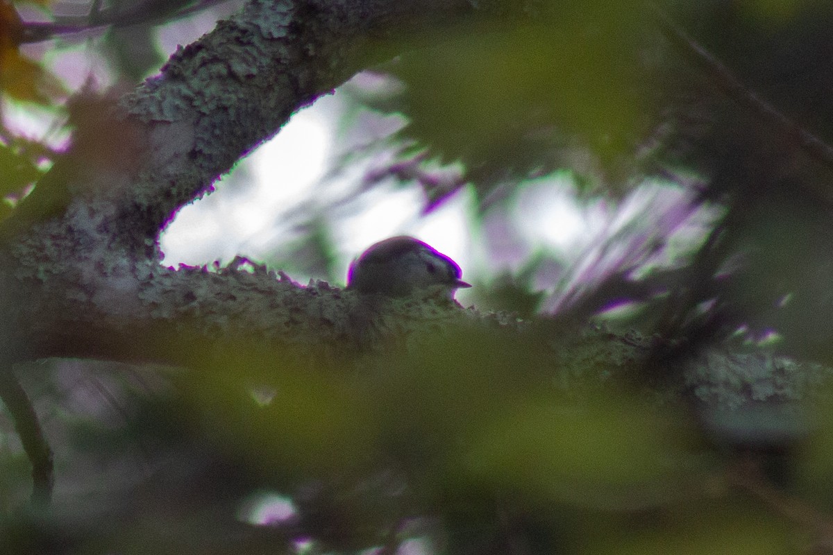White-breasted Nuthatch - ML643627757