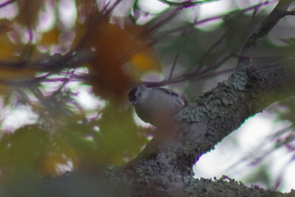 White-breasted Nuthatch - ML643627758