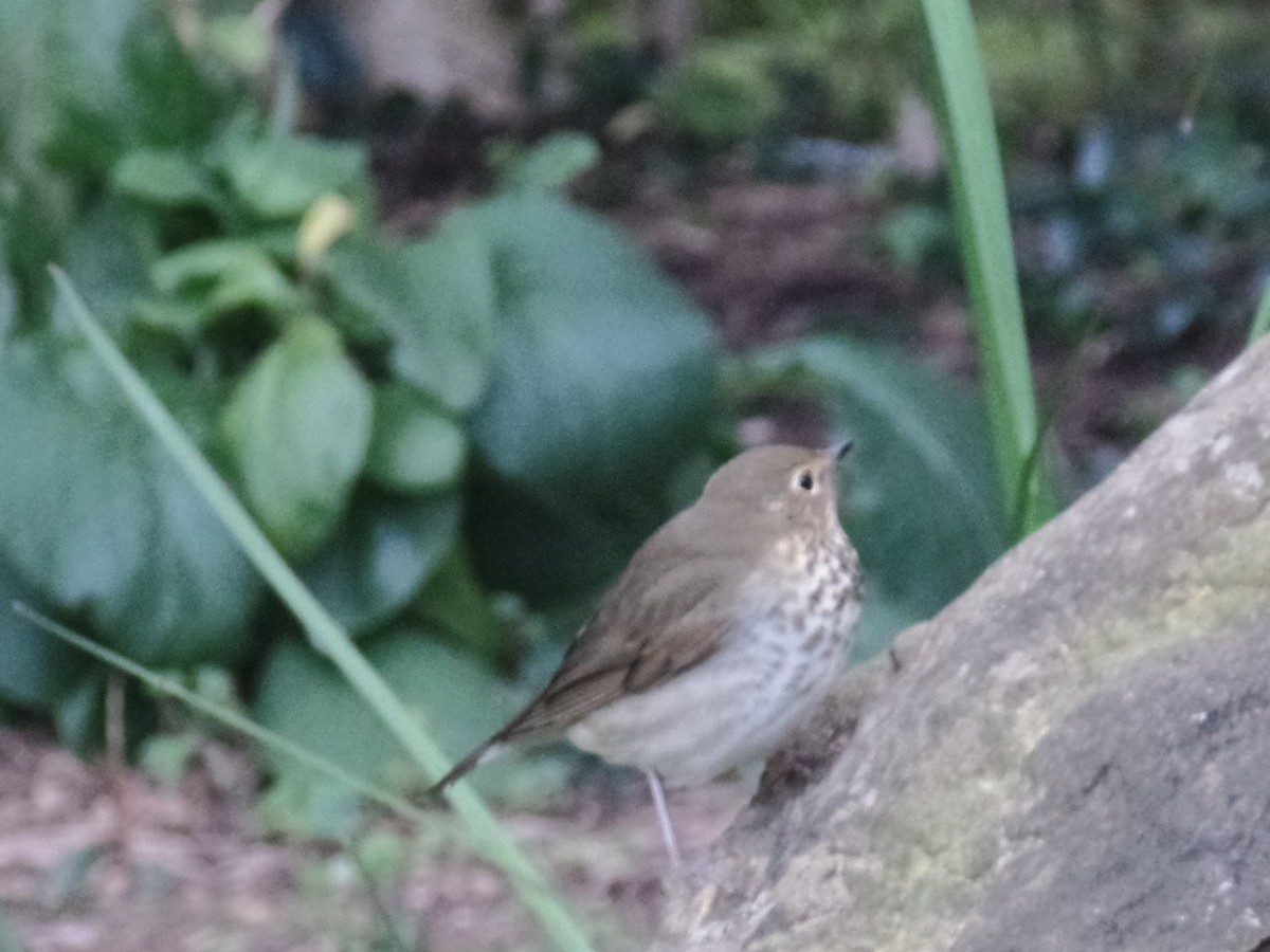 Grive à dos olive - ML643627759