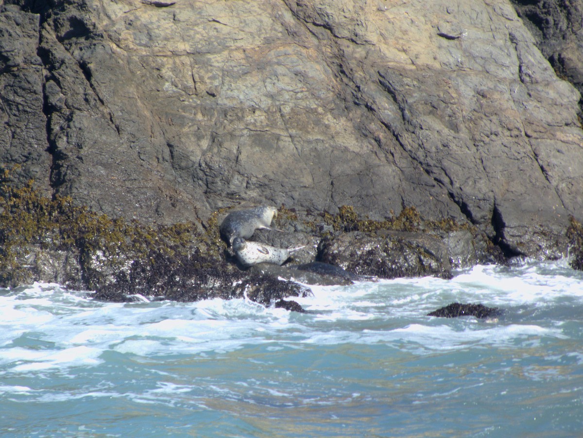 Pacific Harbor Seal - ML643627770