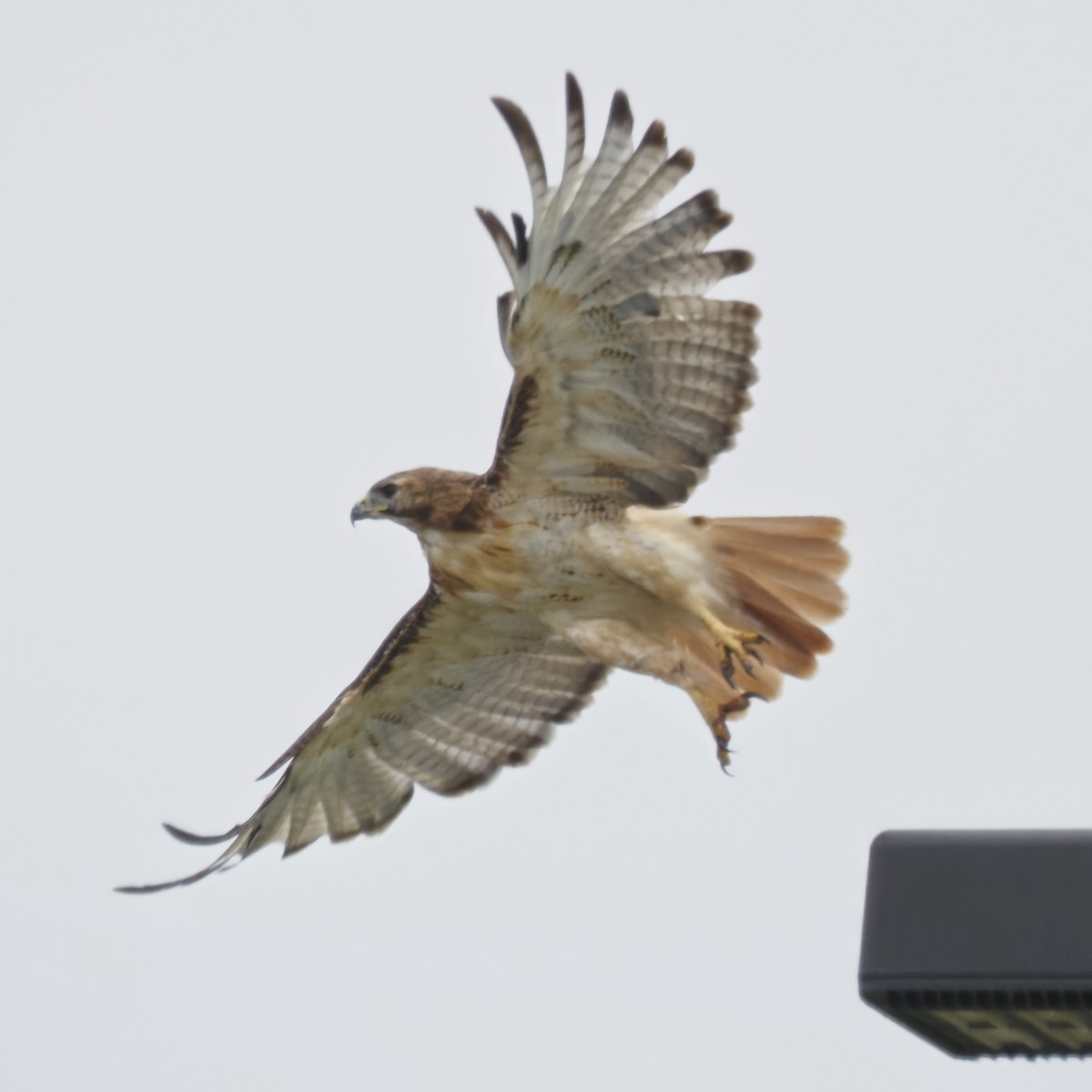 Red-tailed Hawk - ML643627791