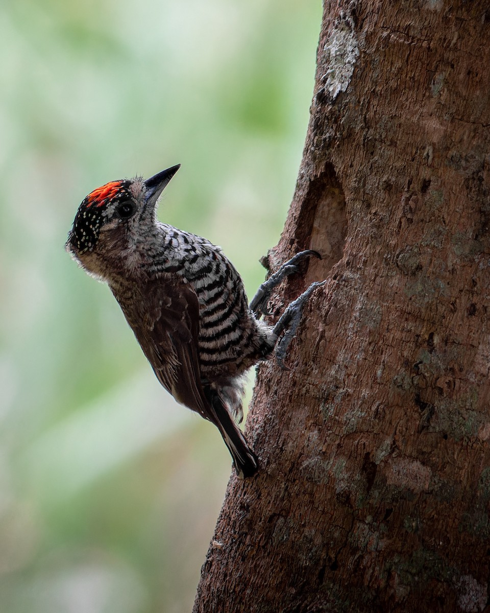 White-barred Piculet - ML643627793