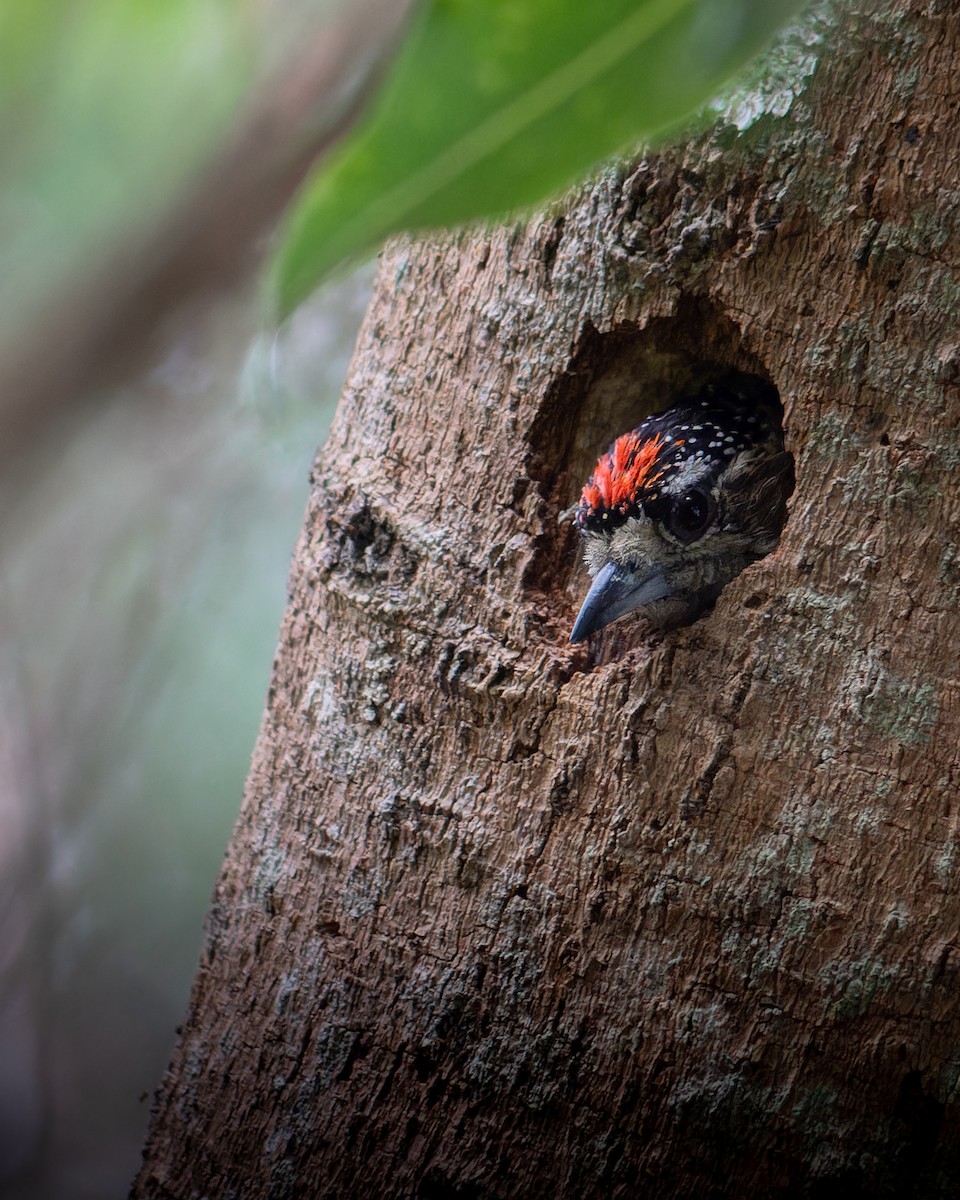 White-barred Piculet - ML643627794