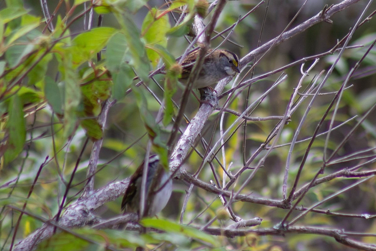 White-throated Sparrow - ML643627795