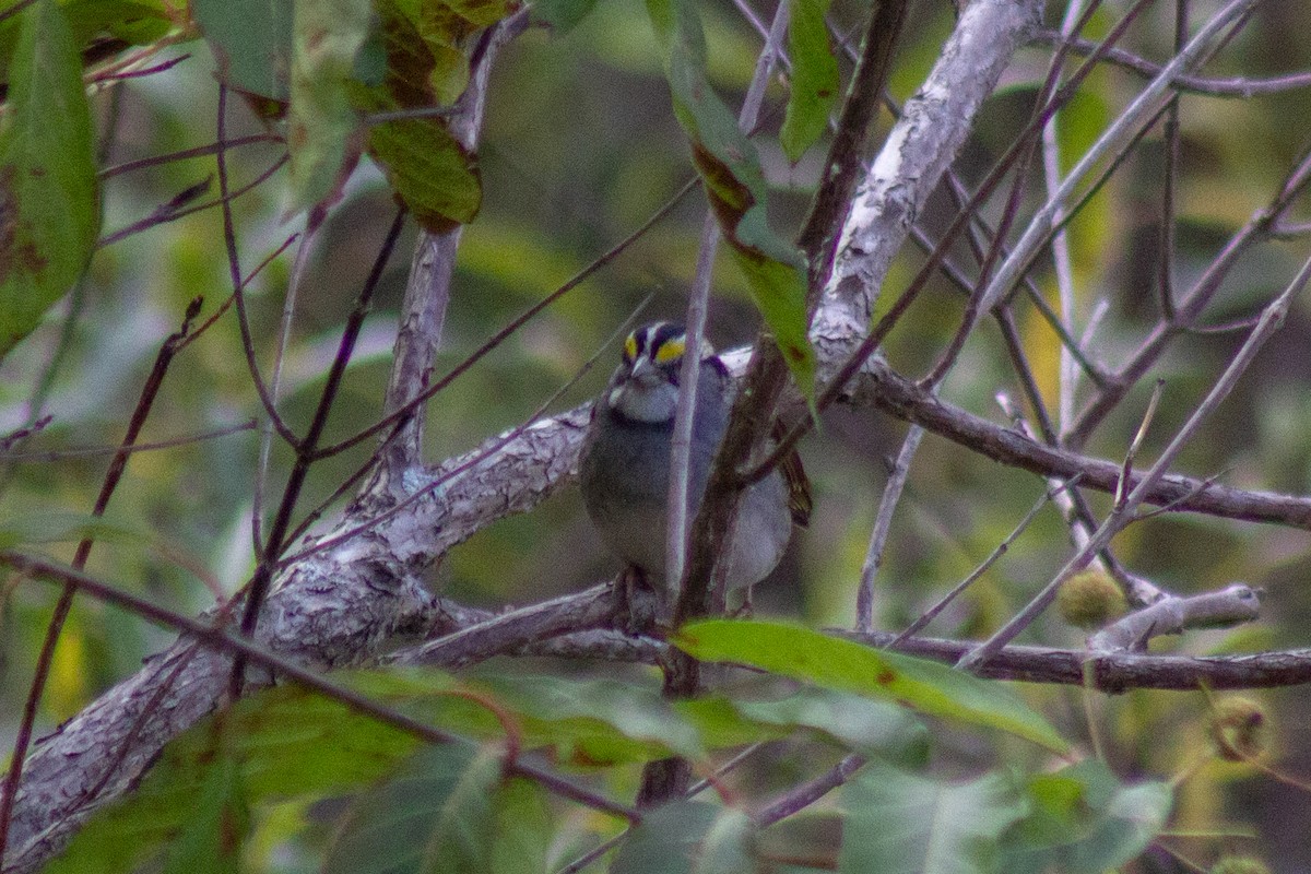 White-throated Sparrow - ML643627796