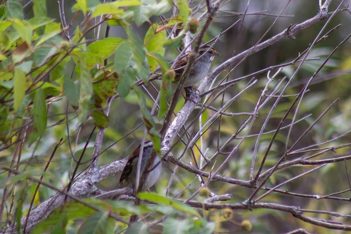 White-throated Sparrow - ML643627797
