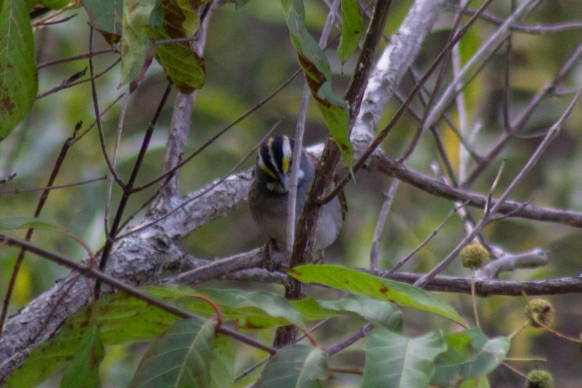 White-throated Sparrow - ML643627798
