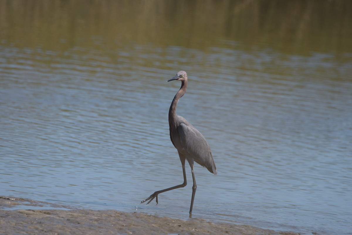 Reddish Egret - ML643627803