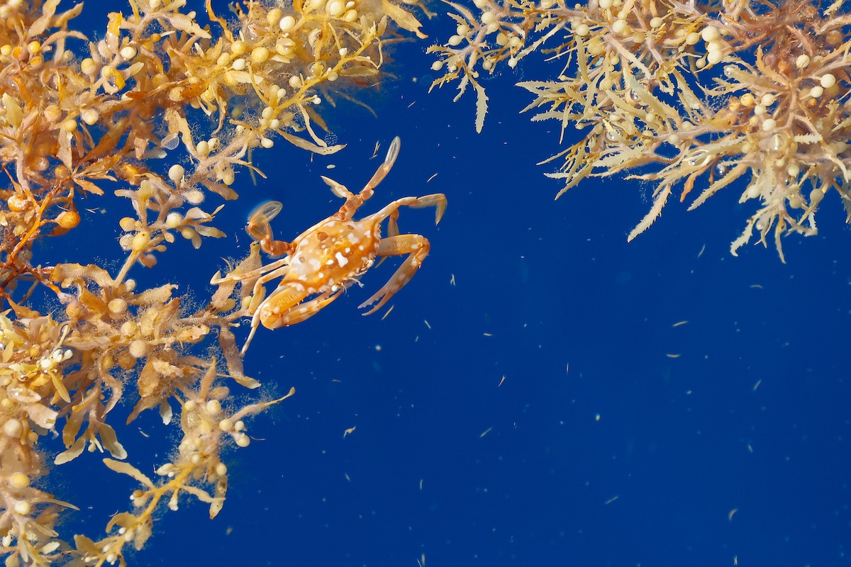 Sargassum Swimming Crab - ML643627804