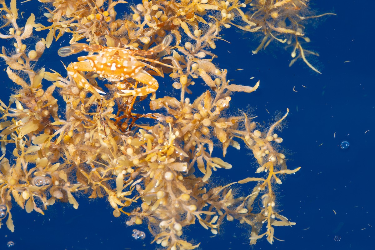 Sargassum Swimming Crab - ML643627805