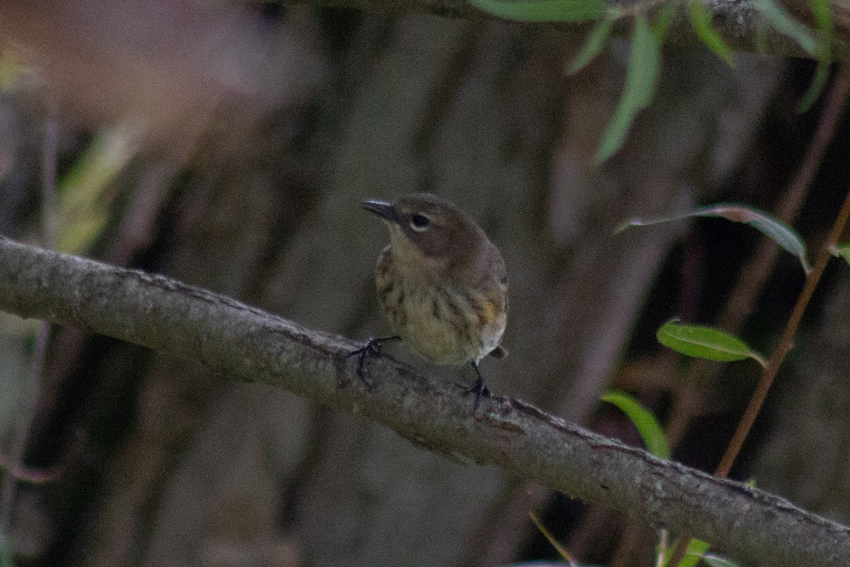 Yellow-rumped Warbler - ML643627807