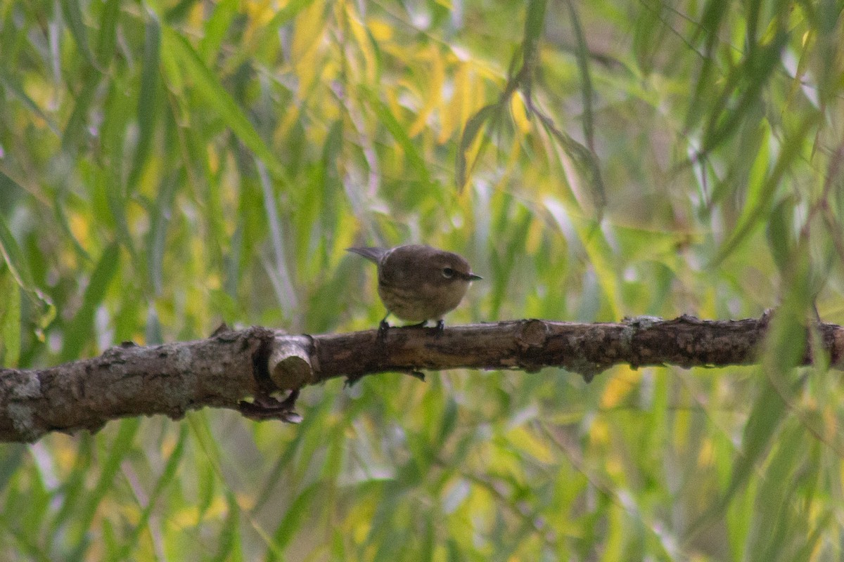 Yellow-rumped Warbler - ML643627809