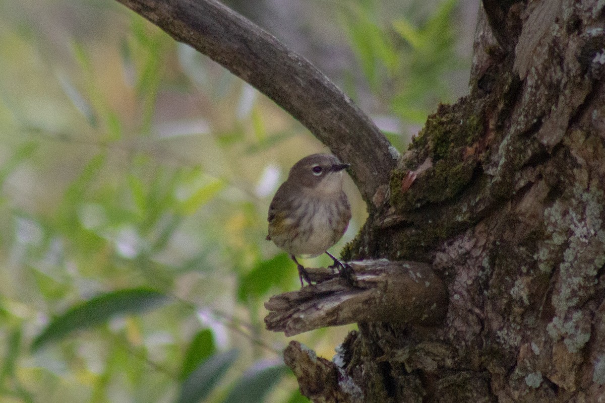Yellow-rumped Warbler - ML643627812