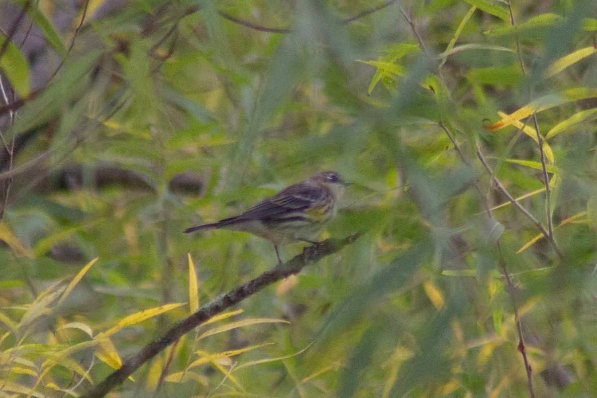 Yellow-rumped Warbler - ML643627813