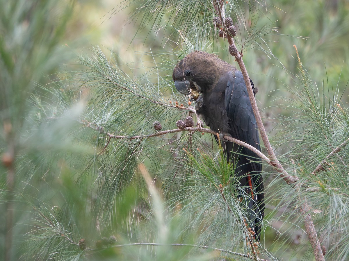 Parlak Siyah Kakadu - ML643627814