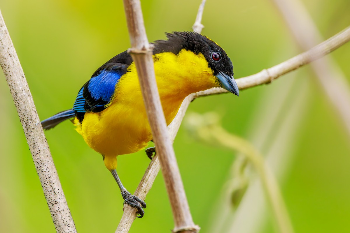 Blue-winged Mountain Tanager - ML643627816
