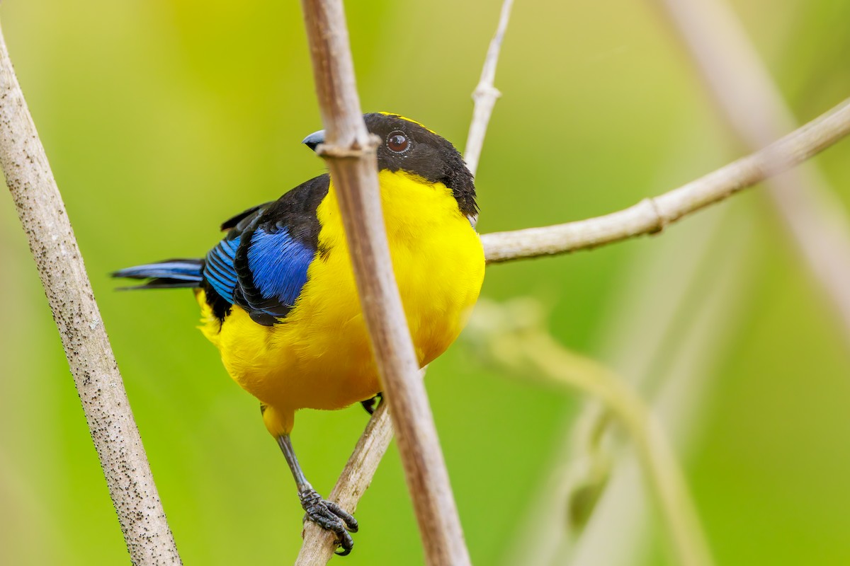 Blue-winged Mountain Tanager - ML643627818
