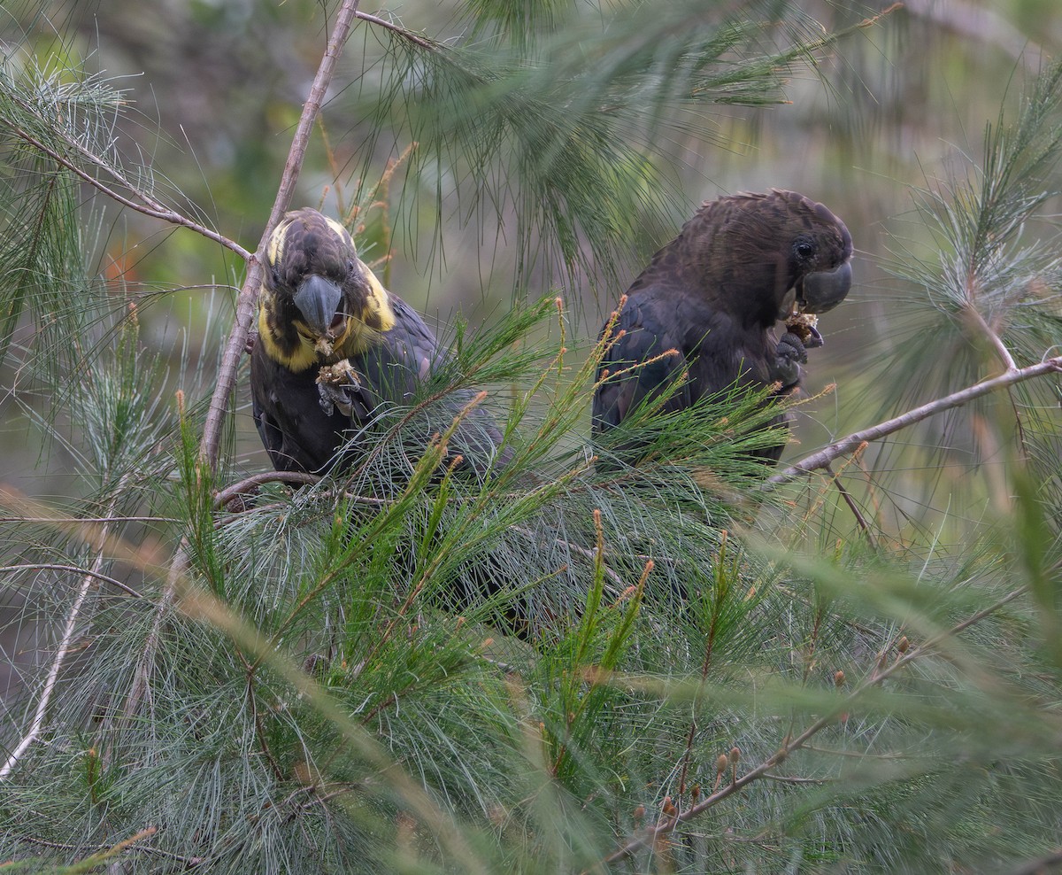 Parlak Siyah Kakadu - ML643627821