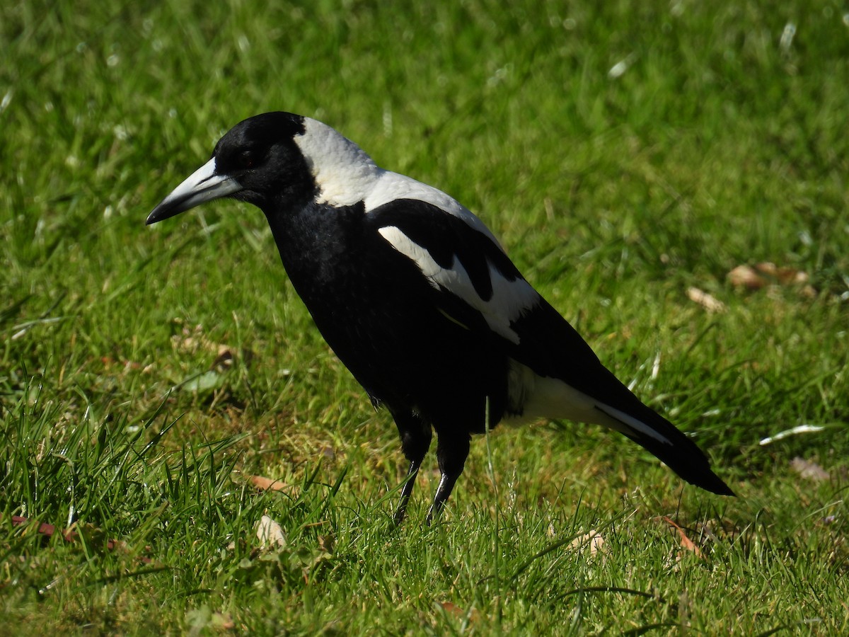 Australian Magpie - ML643627822