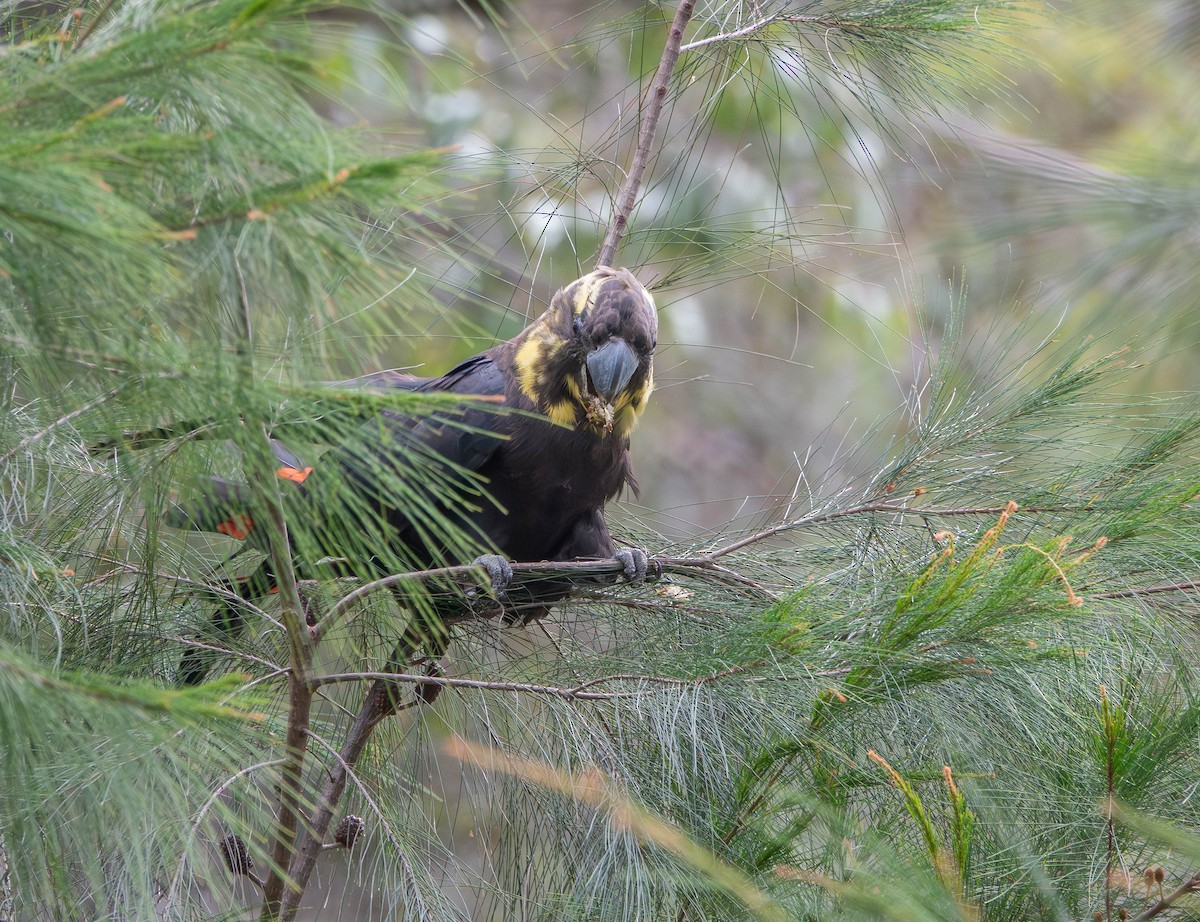 Parlak Siyah Kakadu - ML643627851