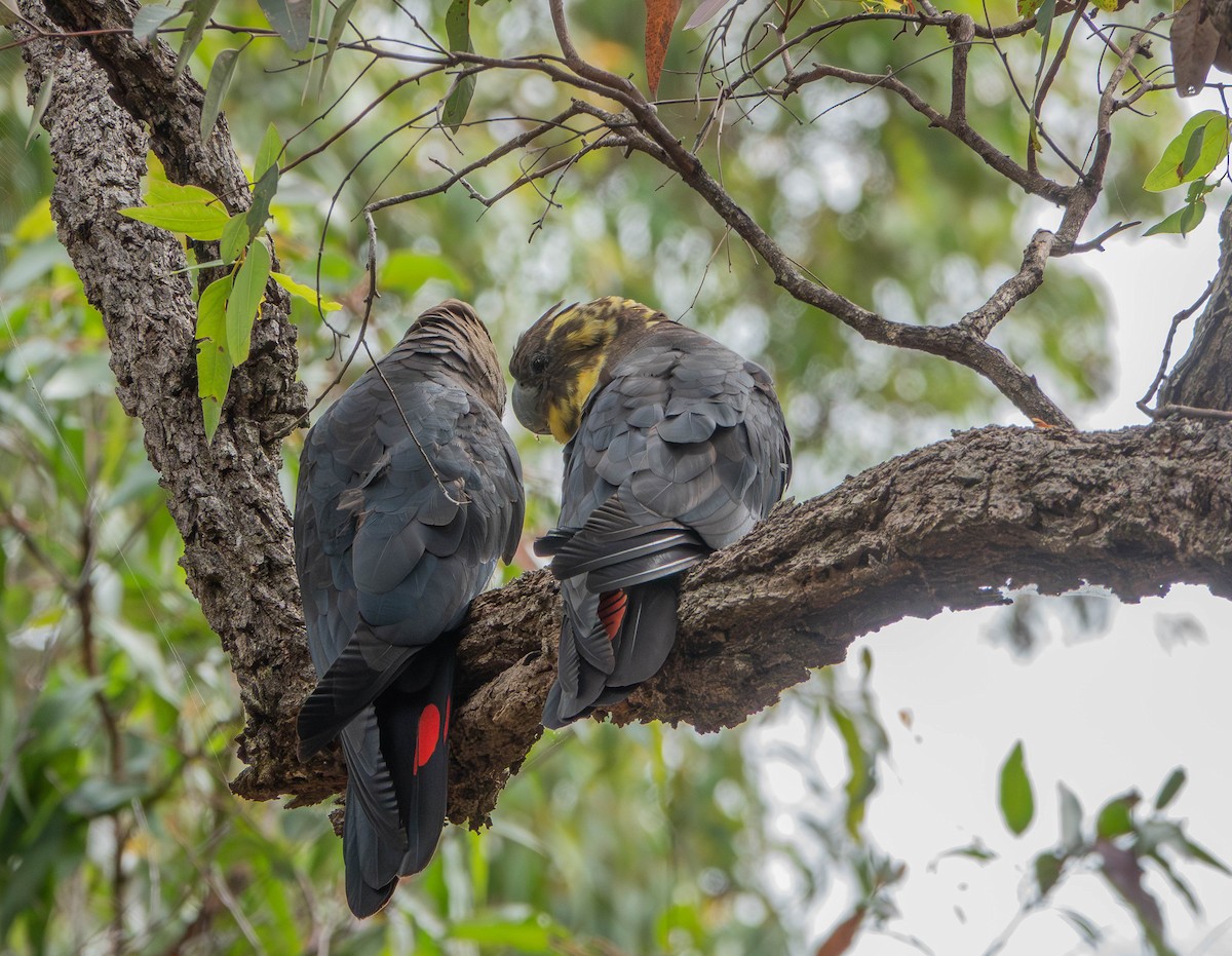 Parlak Siyah Kakadu - ML643627856