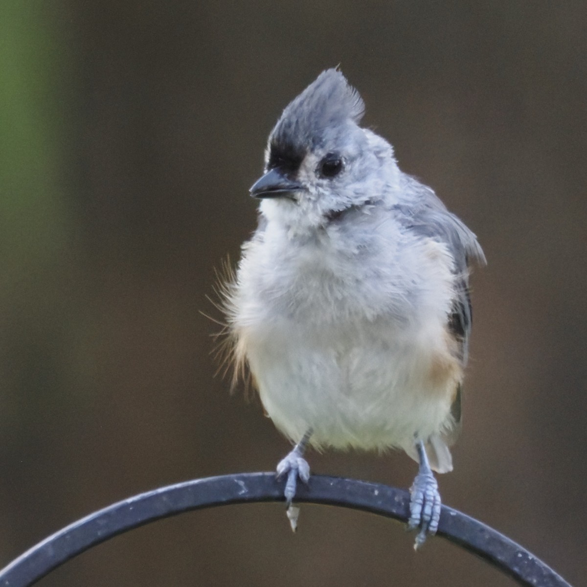 Tufted Titmouse - ML643627872