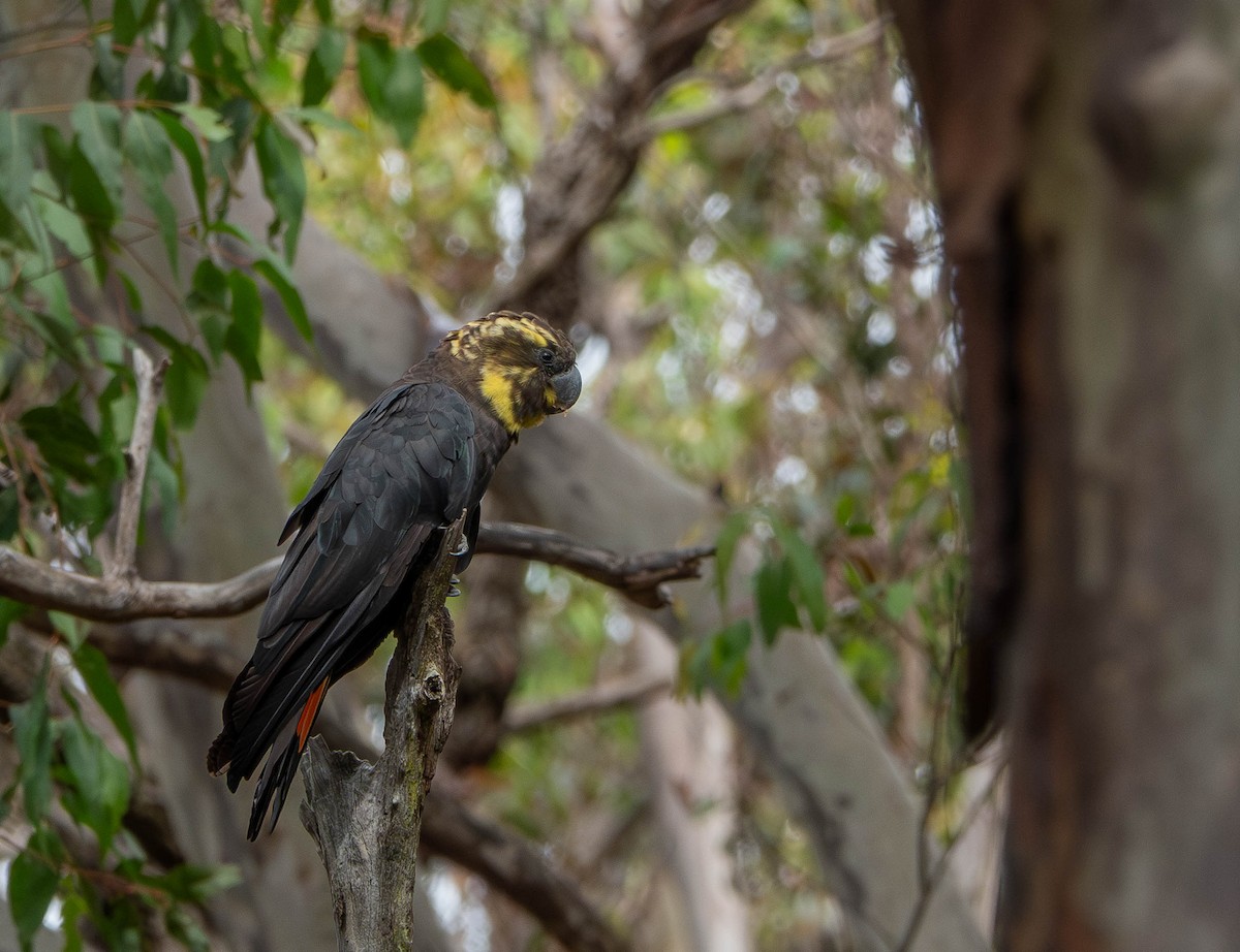 Parlak Siyah Kakadu - ML643627875