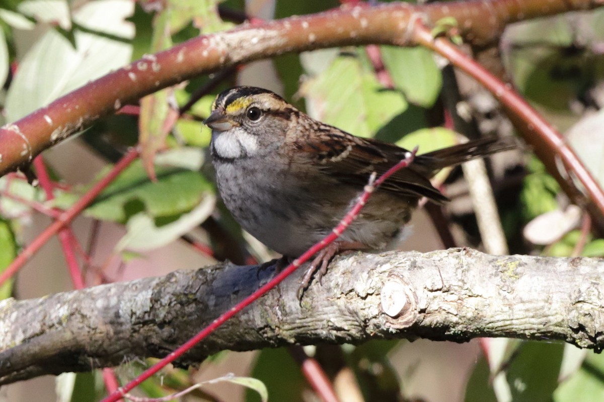 White-throated Sparrow - ML643627884