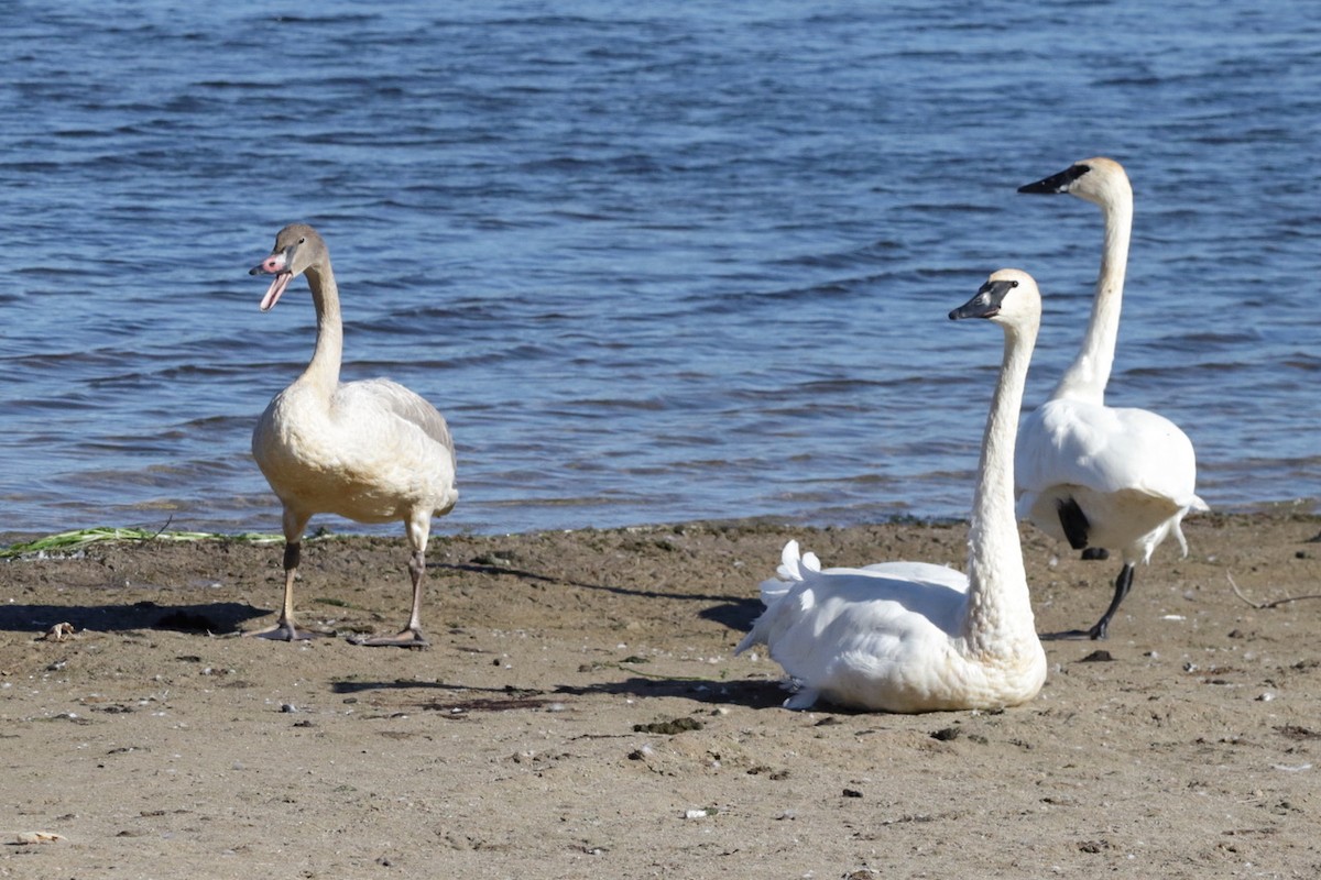 Trumpeter Swan - ML643627888
