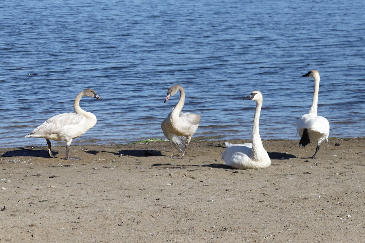 Trumpeter Swan - ML643627889